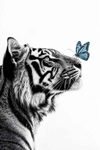 Foto en blanco y negro de un tigre con mariposa