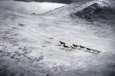 chevaux sauvages