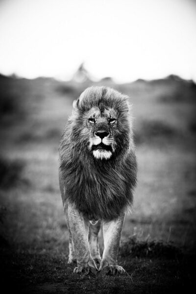 Wall decor of a lion