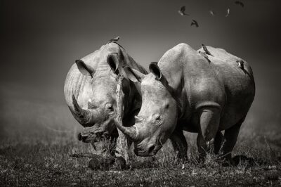 Artwork with wild animals from rhinos