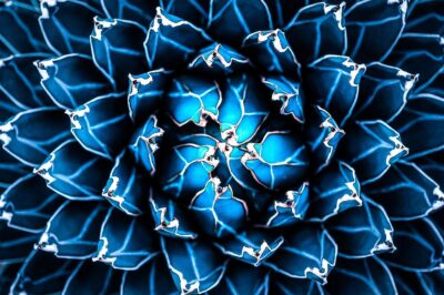 Arte de pared de Agave Cactus