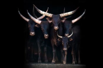 Luxe fotokunst van koeien
