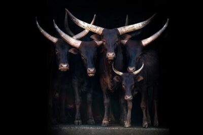 Luxury photo art of cows