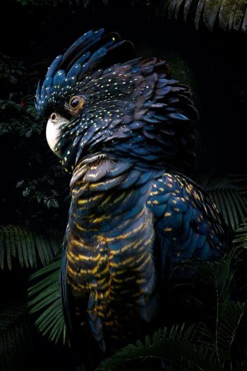 Elegante cuadro de pájaro de cacatúa