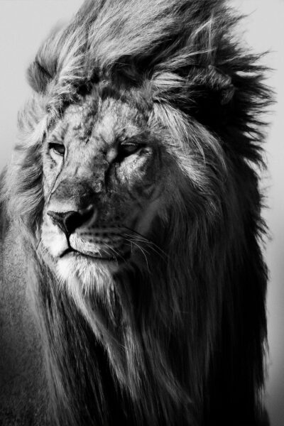 Black and white photo of a lion in the wilderness