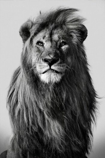 Zwart wit fotokunst dieren showt majestueuze leeuw