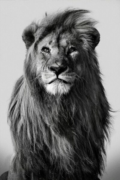 Black and white animal photo art shows majestic lion