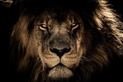 Artwork of a lion