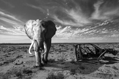 Black and White Wall Art of Elephant