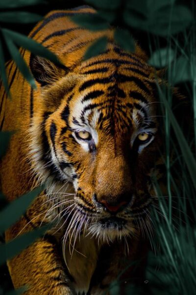 Unique wall decoration of tiger in the jungle